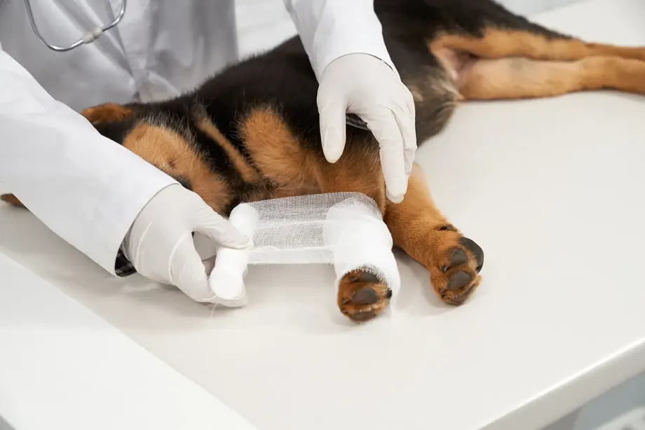 Dalla visita di base alla chirurgia ortopedica: ecco come ci prendiamo cura del tuo animale domestico con esperienza e tecnologie moderne.