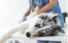 Dalla visita di base alla chirurgia ortopedica: ecco come ci prendiamo cura del tuo animale domestico con esperienza e tecnologie moderne.