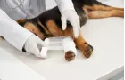 Dalla visita di base alla chirurgia ortopedica: ecco come ci prendiamo cura del tuo animale domestico con esperienza e tecnologie moderne.