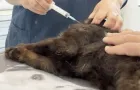 Dalla visita di base alla chirurgia ortopedica: ecco come ci prendiamo cura del tuo animale domestico con esperienza e tecnologie moderne.