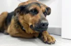 Dalla visita di base alla chirurgia ortopedica: ecco come ci prendiamo cura del tuo animale domestico con esperienza e tecnologie moderne.